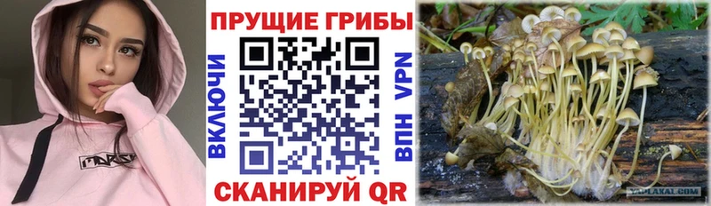 Галлюциногенные грибы Psilocybine cubensis  Купить  Аткарск 